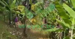 DIJUAL CEPAT TANAH CANTIK DAN MENARIK DAERAH DIMEMBE, HARGA SANGAT MURAH