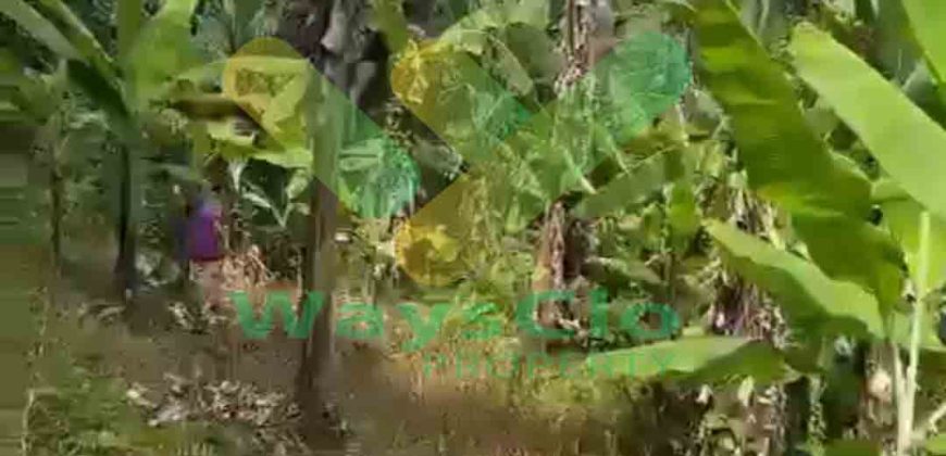 DIJUAL CEPAT TANAH CANTIK DAN MENARIK DAERAH DIMEMBE, HARGA SANGAT MURAH