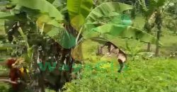 DIJUAL CEPAT TANAH CANTIK DAN MENARIK DAERAH DIMEMBE, HARGA SANGAT MURAH