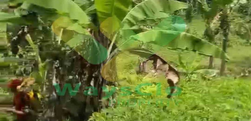 DIJUAL CEPAT TANAH CANTIK DAN MENARIK DAERAH DIMEMBE, HARGA SANGAT MURAH