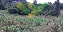 DIJUAL CEPAT TANAH STRATEGIS MALALAYANG KENA JALUR RINGROAD 3, HARGA DI BAWAH PASARAN
