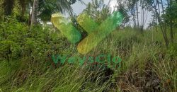 DIJUAL CEPAT TANAH CANTIK PINGGIR PANTAI DAERAH MANADO, HARGA SANGAT MURAH