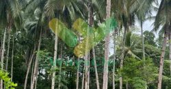 DIJUAL CEPAT TANAH CANTIK PINGGIR PANTAI DAERAH LIKUPANG, HARGA SANGAT MURAH