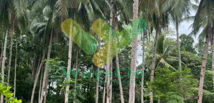 DIJUAL CEPAT TANAH CANTIK PINGGIR PANTAI DAERAH LIKUPANG, HARGA SANGAT MURAH