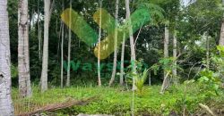DIJUAL CEPAT TANAH CANTIK PINGGIR PANTAI DAERAH LIKUPANG, HARGA SANGAT MURAH