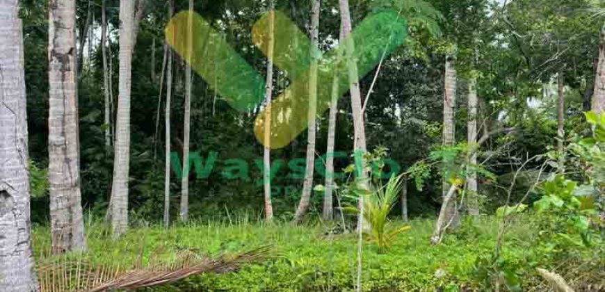 DIJUAL CEPAT TANAH CANTIK PINGGIR PANTAI DAERAH LIKUPANG, HARGA SANGAT MURAH