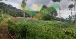 DIJUAL CEPAT TANAH CANTIK DAN MENARIK DAERAH TOMOHON, HARGA SANGAT MURAH
