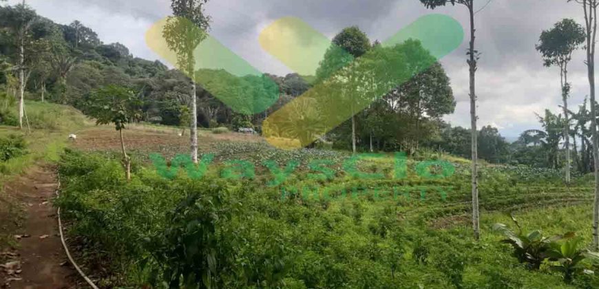 DIJUAL CEPAT TANAH CANTIK DAN MENARIK DAERAH TOMOHON, HARGA SANGAT MURAH