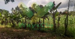 DIJUAL CEPAT TANAH CANTIK DAN MENARIK DAERAH MAPANGET, HARGA SANGAT MURAH