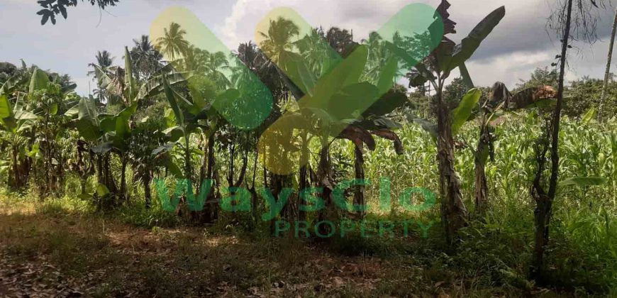 DIJUAL CEPAT TANAH CANTIK DAN MENARIK DAERAH MAPANGET, HARGA SANGAT MURAH