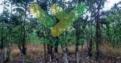 DIJUAL CEPAT TANAH CANTIK DAN MENARIK DAERAH MAPANGET, HARGA SANGAT MURAH