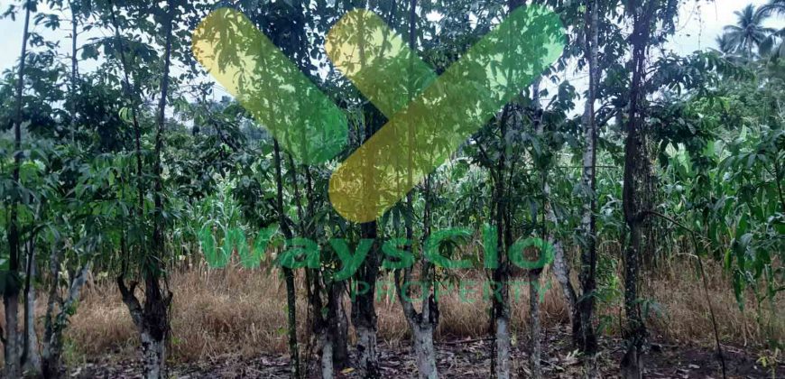 DIJUAL CEPAT TANAH CANTIK DAN MENARIK DAERAH MAPANGET, HARGA SANGAT MURAH