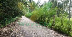 DIJUAL CEPAT TANAH PERKEBUNAN CANTIK DAN MENARIK DAERAH DIMEMBE, HARGA SANGAT MURAH