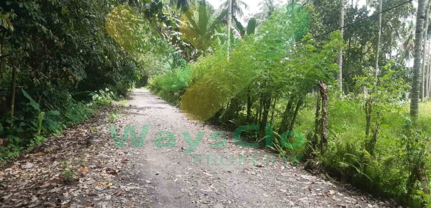 DIJUAL CEPAT TANAH PERKEBUNAN CANTIK DAN MENARIK DAERAH DIMEMBE, HARGA SANGAT MURAH