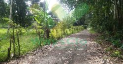DIJUAL CEPAT TANAH PERKEBUNAN CANTIK DAN MENARIK DAERAH DIMEMBE, HARGA SANGAT MURAH