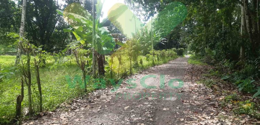 DIJUAL CEPAT TANAH PERKEBUNAN CANTIK DAN MENARIK DAERAH DIMEMBE, HARGA SANGAT MURAH