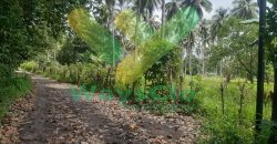 DIJUAL CEPAT TANAH PERKEBUNAN CANTIK DAN MENARIK DAERAH DIMEMBE, HARGA SANGAT MURAH