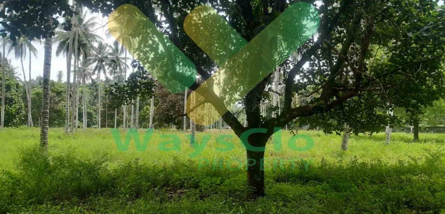 DIJUAL CEPAT TANAH PERKEBUNAN CANTIK DAN MENARIK DAERAH DIMEMBE, HARGA SANGAT MURAH