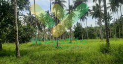 DIJUAL CEPAT TANAH PERKEBUNAN CANTIK DAN MENARIK DAERAH DIMEMBE, HARGA SANGAT MURAH