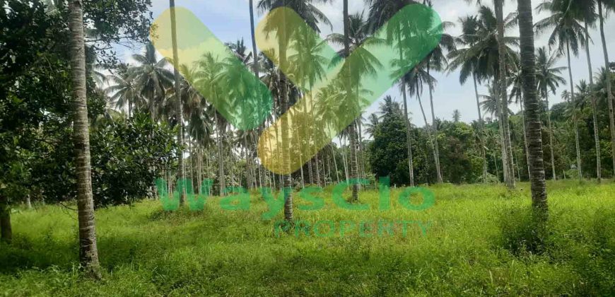 DIJUAL CEPAT TANAH PERKEBUNAN CANTIK DAN MENARIK DAERAH DIMEMBE, HARGA SANGAT MURAH