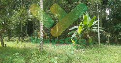 DIJUAL CEPAT TANAH PERKEBUNAN CANTIK DAN MENARIK DAERAH DIMEMBE, HARGA SANGAT MURAH