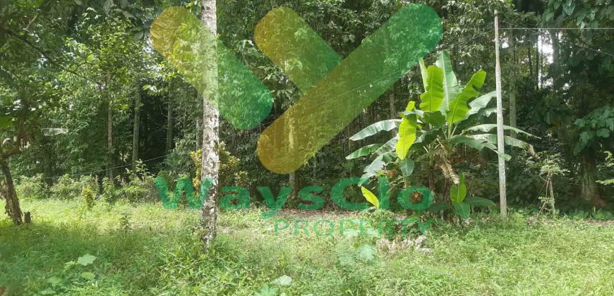DIJUAL CEPAT TANAH PERKEBUNAN CANTIK DAN MENARIK DAERAH DIMEMBE, HARGA SANGAT MURAH