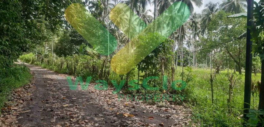 DIJUAL CEPAT TANAH PERKEBUNAN CANTIK DAN MENARIK DAERAH DIMEMBE, HARGA SANGAT MURAH