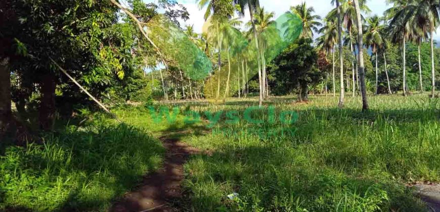 DIJUAL CEPAT TANAH CANTIK DAN MENARIK DAERAH KAUDITAN, HARGA SANGAT MURAH