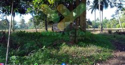 DIJUAL CEPAT TANAH CANTIK DAN MENARIK DAERAH KAUDITAN, HARGA SANGAT MURAH
