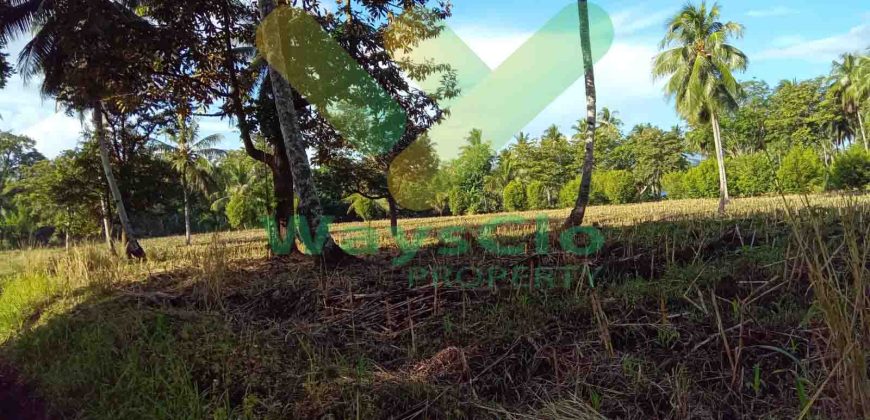 DIJUAL CEPAT TANAH CANTIK DAN MENARIK DAERAH KAUDITAN, HARGA SANGAT MURAH
