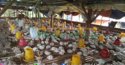 DIJUAL CEPAT TANAH PLUS PETERNAKAN AYAM AKTIV DAERAH MINAHASA, HARGA SANGAT MURAH