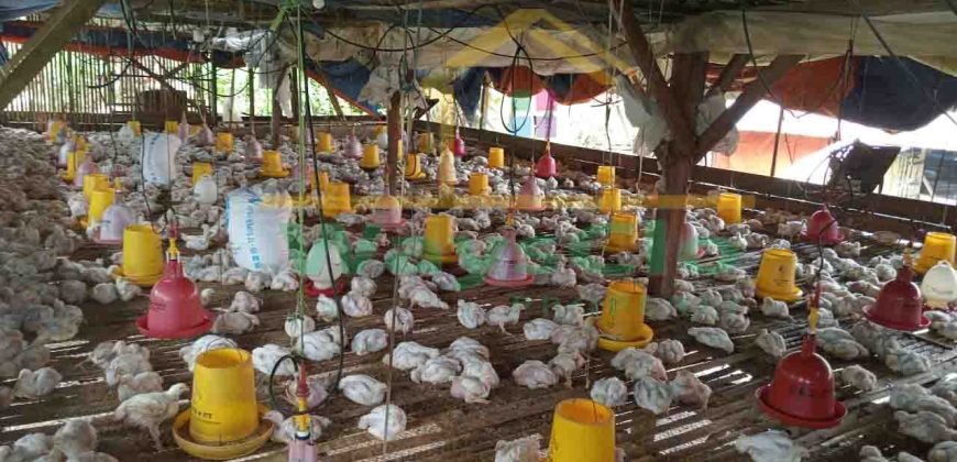 DIJUAL CEPAT TANAH PLUS PETERNAKAN AYAM AKTIV DAERAH MINAHASA, HARGA SANGAT MURAH