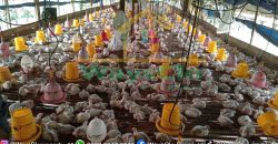 DIJUAL CEPAT TANAH PLUS PETERNAKAN AYAM AKTIV DAERAH MINAHASA, HARGA SANGAT MURAH