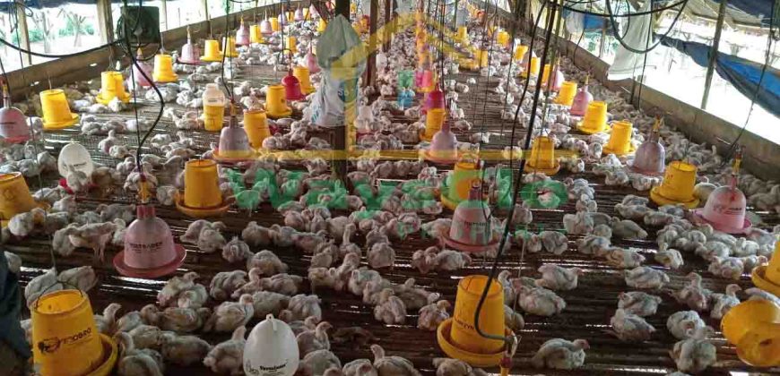 DIJUAL CEPAT TANAH PLUS PETERNAKAN AYAM AKTIV DAERAH MINAHASA, HARGA SANGAT MURAH