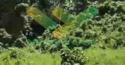 DIJUAL CEPAT TANAH PERKEBUNAN DAERAH KOKA SAWANGAN, HARGA SANGAT MURAH