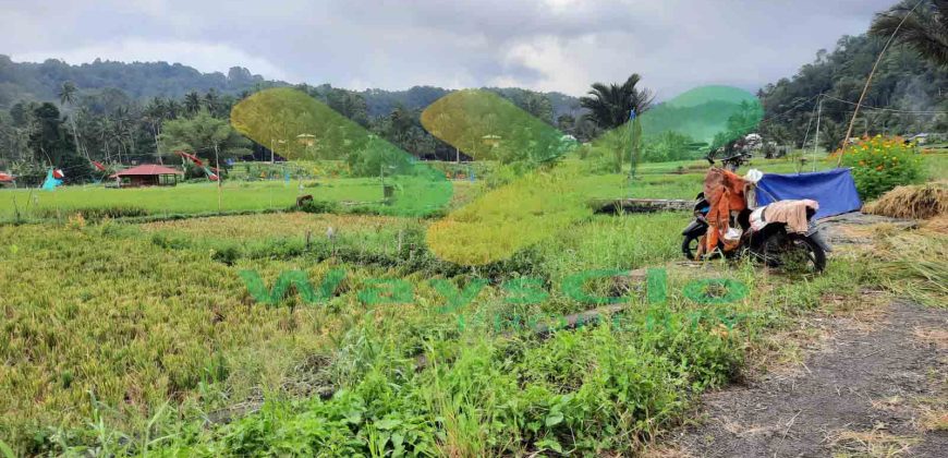 DIJUAL CEPAT TANAH PERSAWAHAN CANTIK DAERAH TOMOHON, HARGA SANGAT MURAH