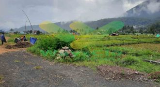 DIJUAL CEPAT TANAH PERSAWAHAN CANTIK DAERAH TOMOHON, HARGA SANGAT MURAH