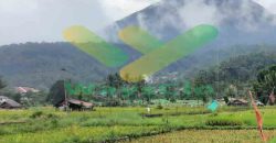 DIJUAL CEPAT TANAH PERSAWAHAN CANTIK DAERAH TOMOHON, HARGA SANGAT MURAH