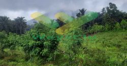 DIJUAL CEPAT TANAH CANTIK DAN MENARIK DAERAH TOMOHON, HARGA SANGAT MURAH