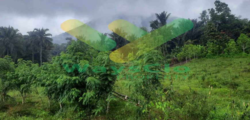 DIJUAL CEPAT TANAH CANTIK DAN MENARIK DAERAH TOMOHON, HARGA SANGAT MURAH