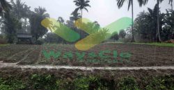 DIJUAL CEPAT TANAH CANTIK DAN MENARIK DAERAH TOMOHON, HARGA SANGAT MURAH