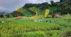 DIJUAL CEPAT TANAH SAWAH CANTIK DAERAH TOMOHON, HARGA SANGAT MURAH