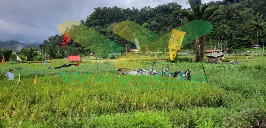 DIJUAL CEPAT TANAH SAWAH CANTIK DAERAH TOMOHON, HARGA SANGAT MURAH