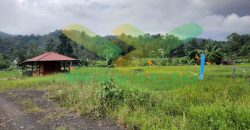 DIJUAL CEPAT TANAH SAWAH CANTIK DAERAH TOMOHON, HARGA SANGAT MURAH