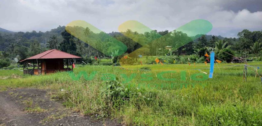 DIJUAL CEPAT TANAH SAWAH CANTIK DAERAH TOMOHON, HARGA SANGAT MURAH