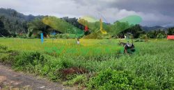 DIJUAL CEPAT TANAH SAWAH CANTIK DAERAH TOMOHON, HARGA SANGAT MURAH