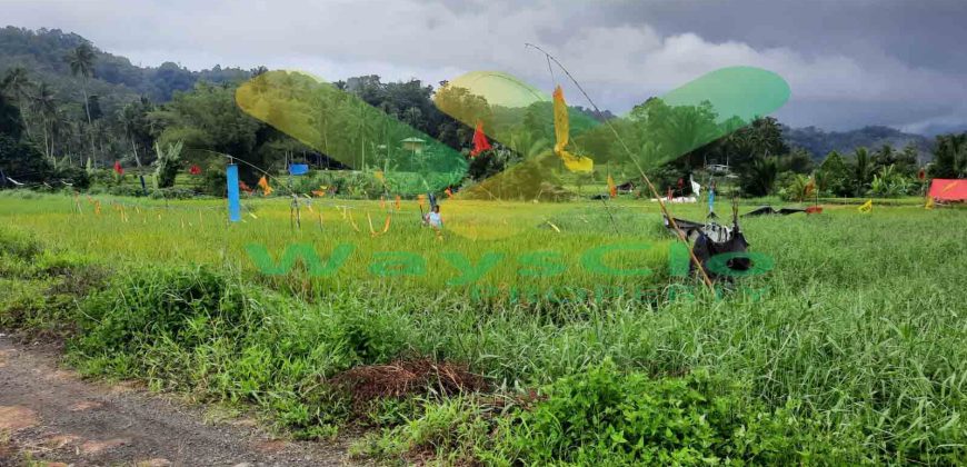 DIJUAL CEPAT TANAH SAWAH CANTIK DAERAH TOMOHON, HARGA SANGAT MURAH