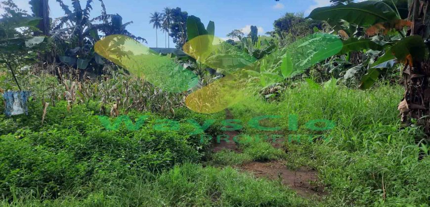 DIJUAL CEPAT TANAH MENARIK DAERAH PANDU MAPANGET, HARGA SANGAT MURAH