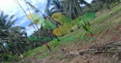 DIJUAL CEPAT TANAH MENARIK DAERAH PANDU MAPANGET, HARGA SANGAT MURAH