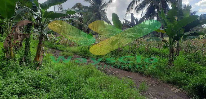 DIJUAL CEPAT TANAH MENARIK DAERAH PANDU MAPANGET, HARGA SANGAT MURAH